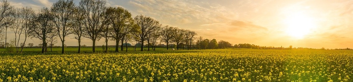 La ferme de la mantellerie : Légume BIO
